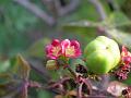 Bellyache Bush